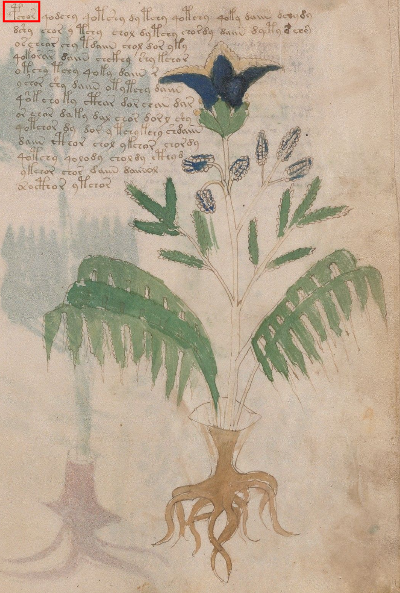 Voynich Manuscript Folio 19r - Plant 034